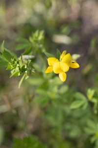 Hornklee/Lotus corniculatus