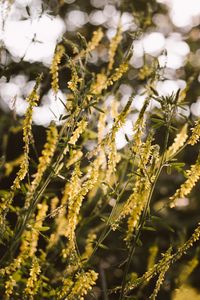 echter Steinklee/ Melitotus officinalis