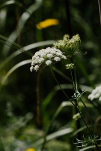 wilde M&ouml;hre / Daucus carota