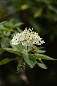 Holunder/ Sambucus nigra