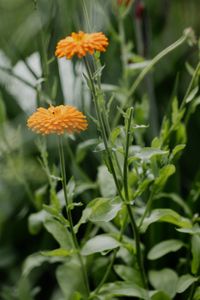 Ringelblume/ Calendula officinalis